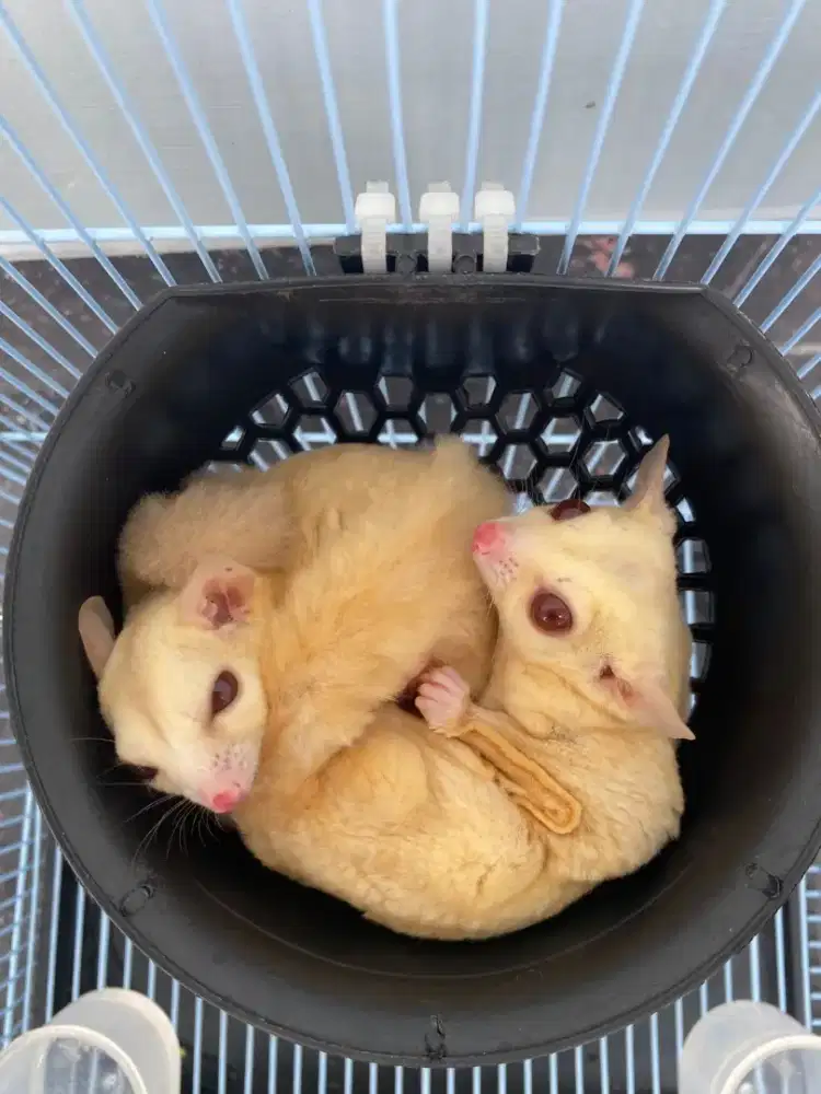 Sugar Glider Creamino indukan sepasang fullset