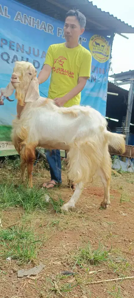 kambing kurban murah