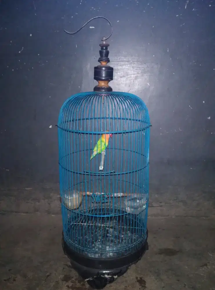 Burung lovebird pasjo sama kandang