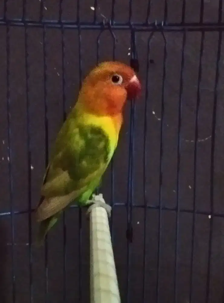 Burung lovebird pasjo