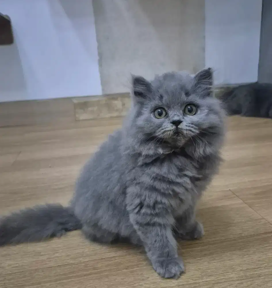 BLH BSH Kitten 3 bulan Jantan