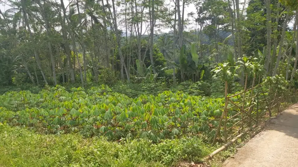 Disewa kan lahan 1.098m2