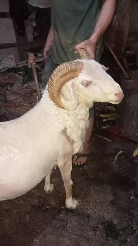Domba qurban premium