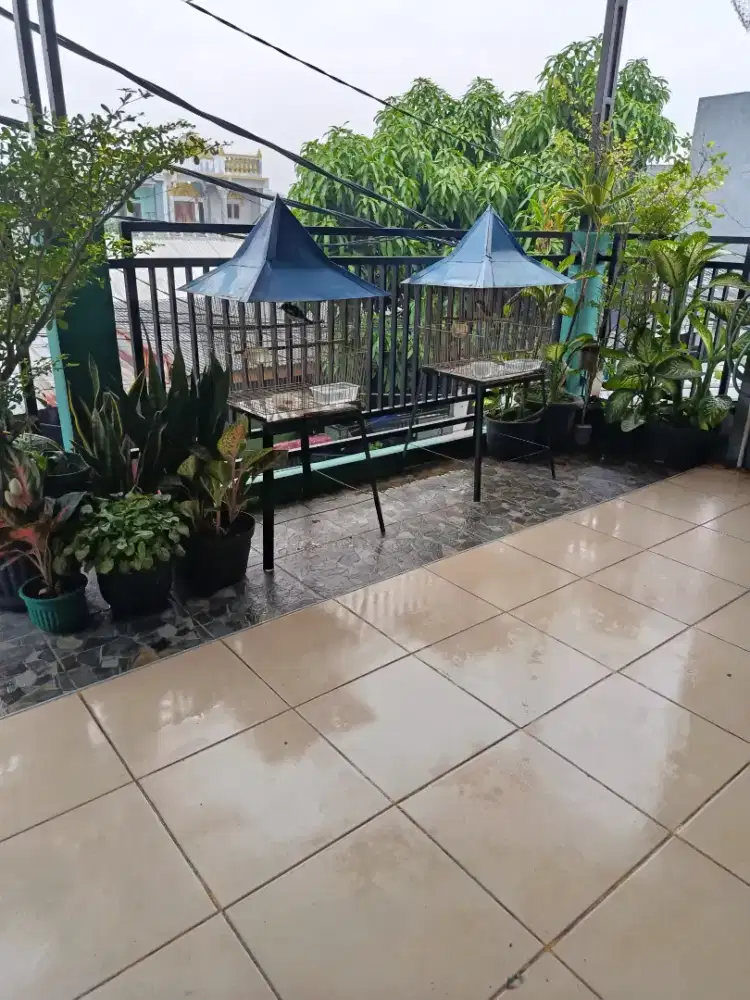 BURUNG CENDET DAN KACER