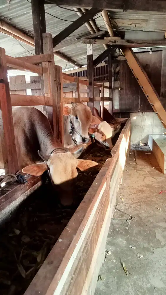 Sapi qurban bandung