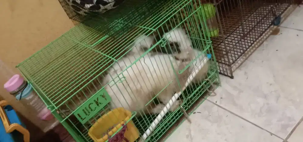 EdisiBosen 1SeTkomplit Gan/Sis Ajuin Harga Jodoh Angkut. NegoBensin..