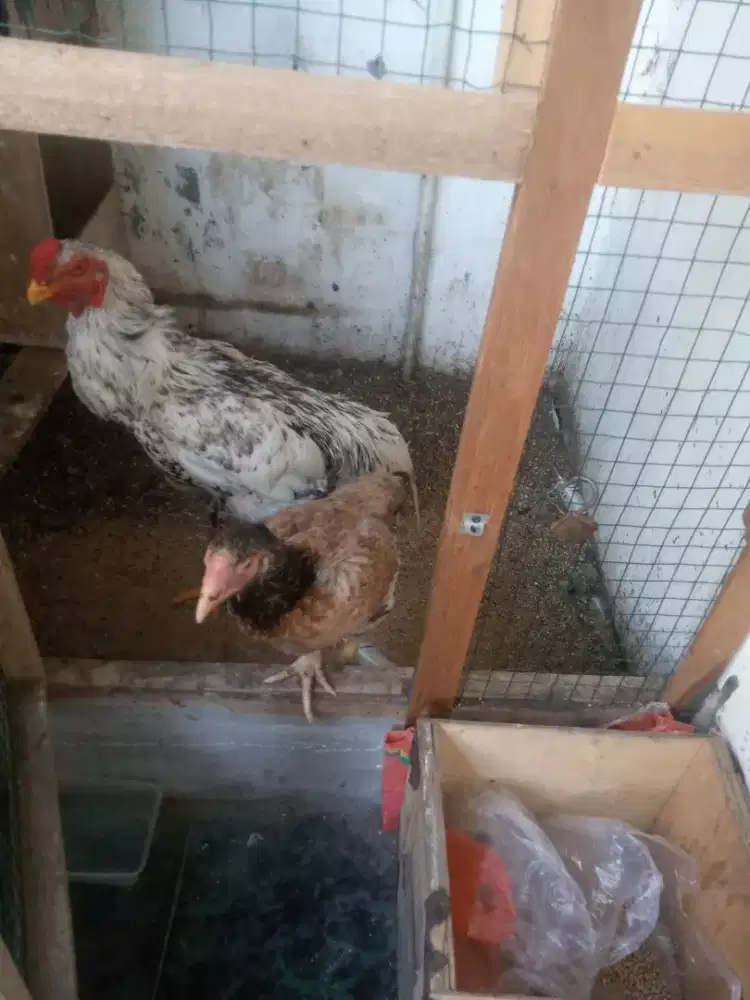 Ayam shamo sekeluarga 16 ekor