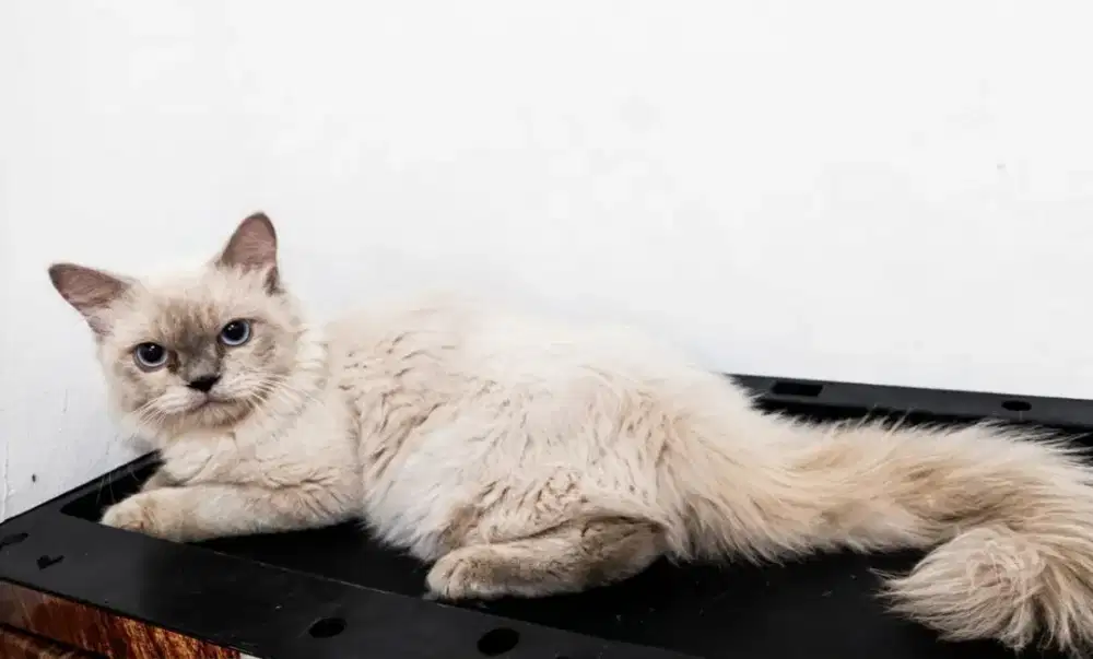 Kucing himalayan x ragdoll
