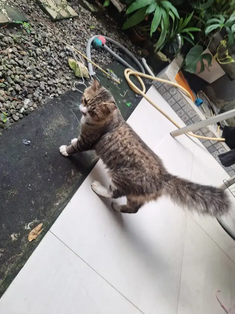 Kucing jantan jual cepat