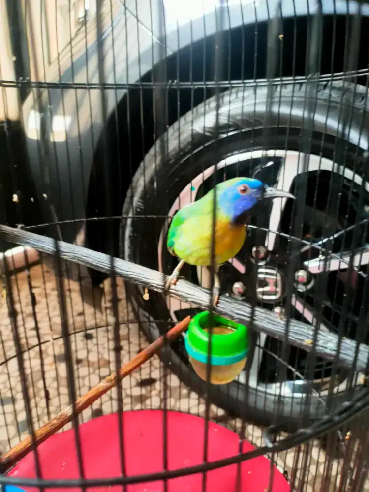 Cucak kinoy jantan gacor dan jinak