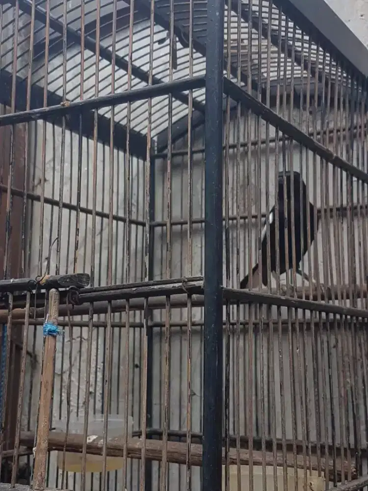 kacer dahit gacir figher mulus usia mapan