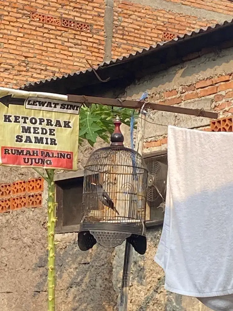 Burung Jalak Kebo Gacor