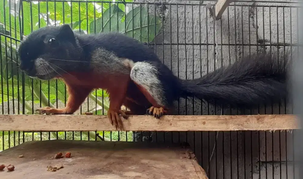 Tupai 3 Warna Jantan Dewasa