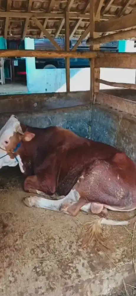 Sapi qurban murah