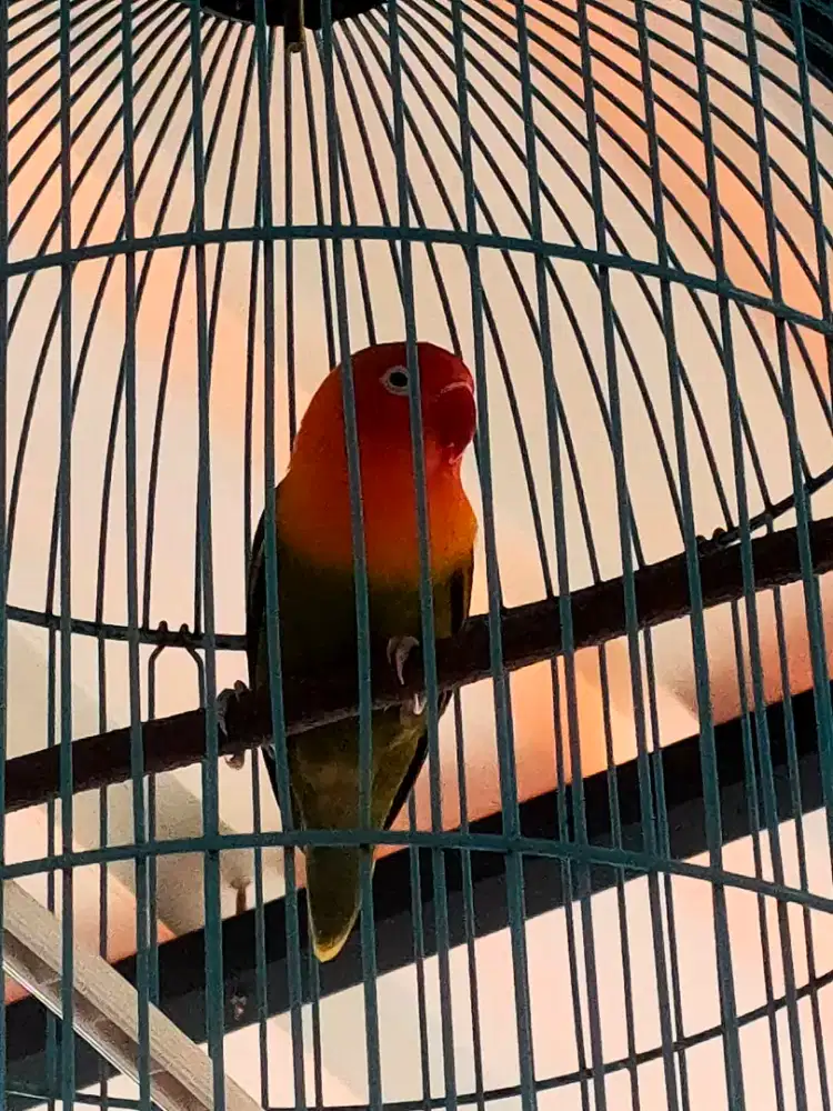 Lovebird gacoran berisik