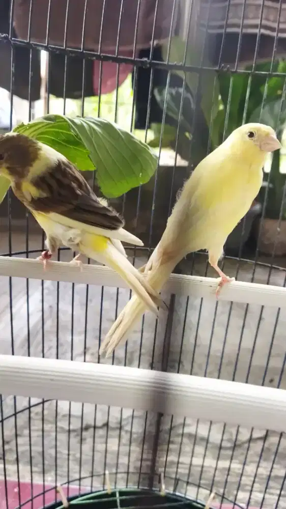 Jual kenari AF sepasang