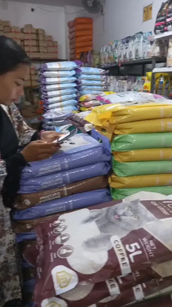 Kucing  britis longhaer