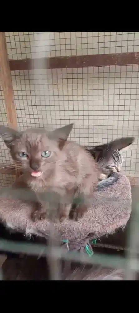 Kucing marbel anakan