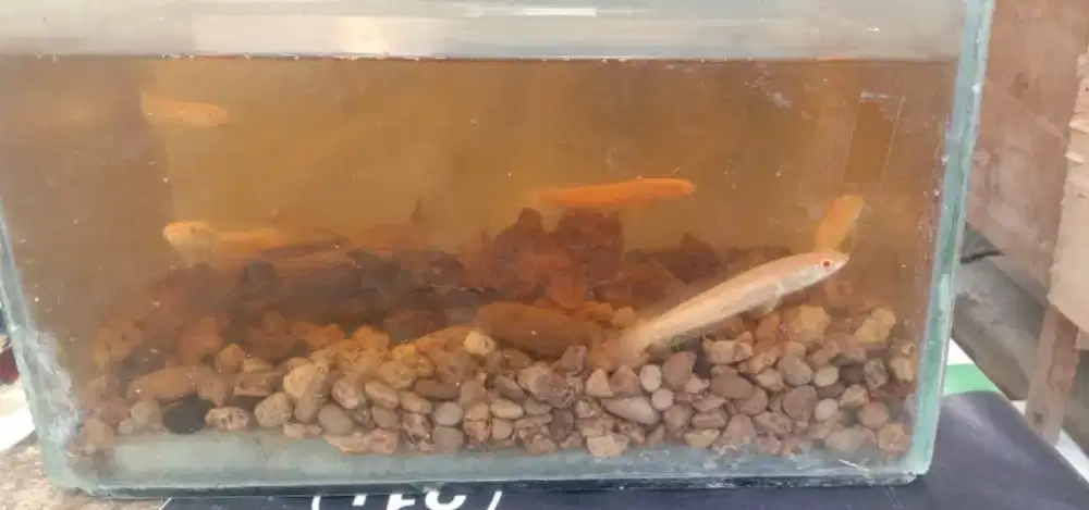 Ikan Channa Albino