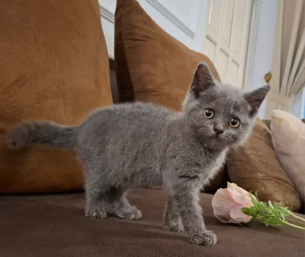 KITTEN BRITISH SHORTHAIR BSH