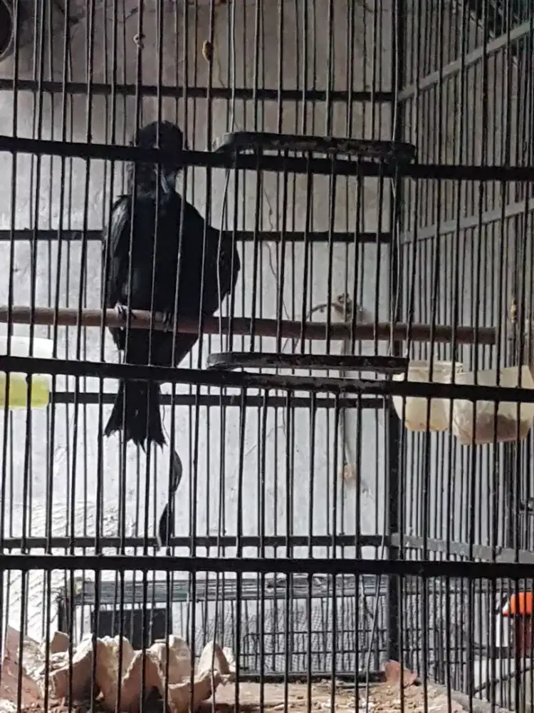 Srn rantil jinak baceo