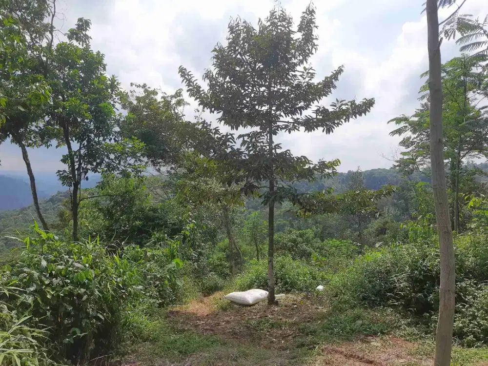Kebun durian 9000 m2 90rb/ m2