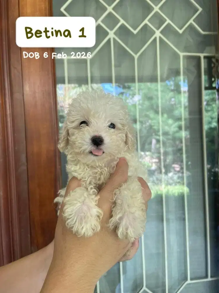 Toy Poodle Surabaya Betina Light Apricot (Stambum & Vaksin Lengkap)