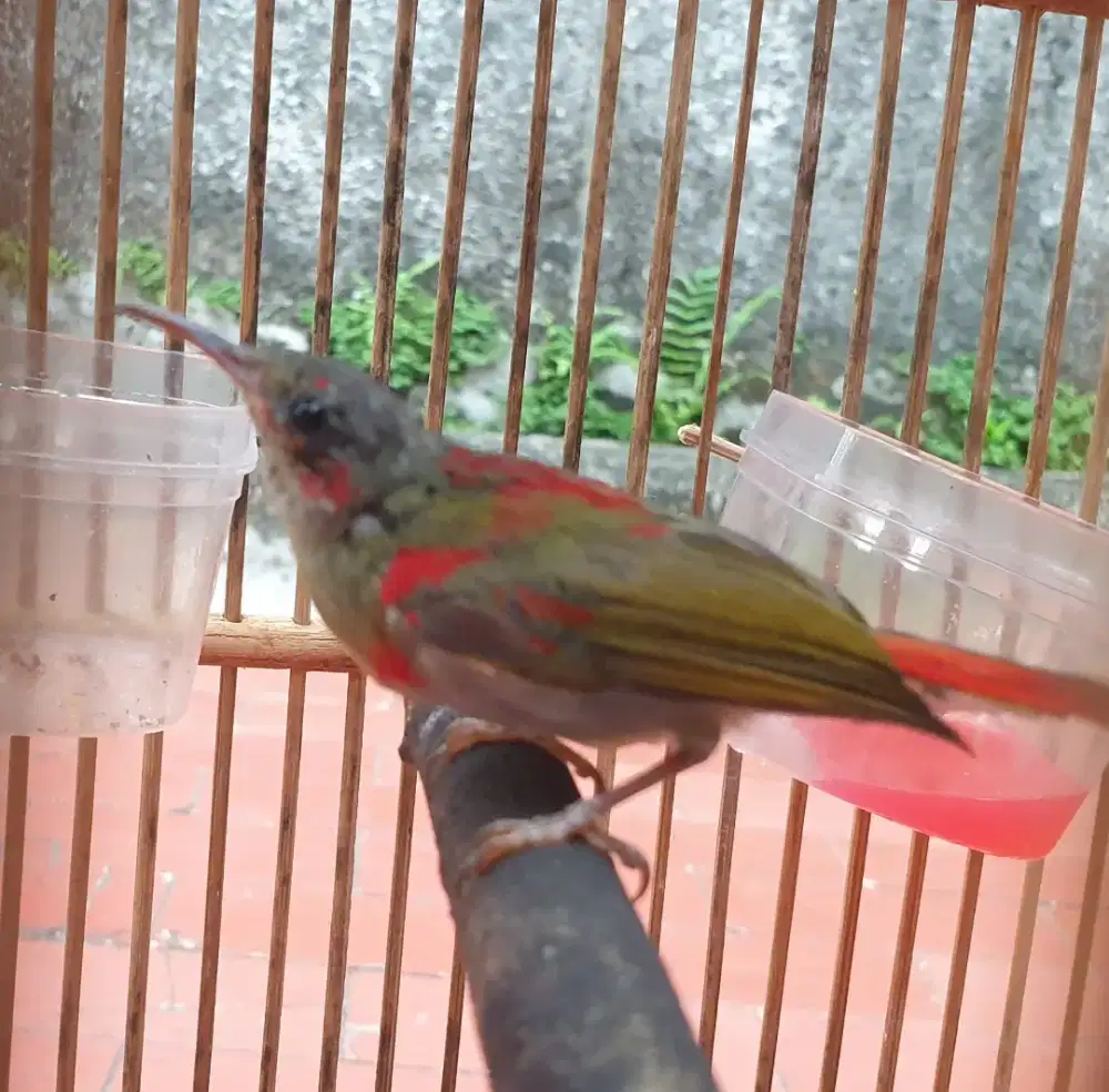 Kolibri spa radja ekor merah trotol terawat