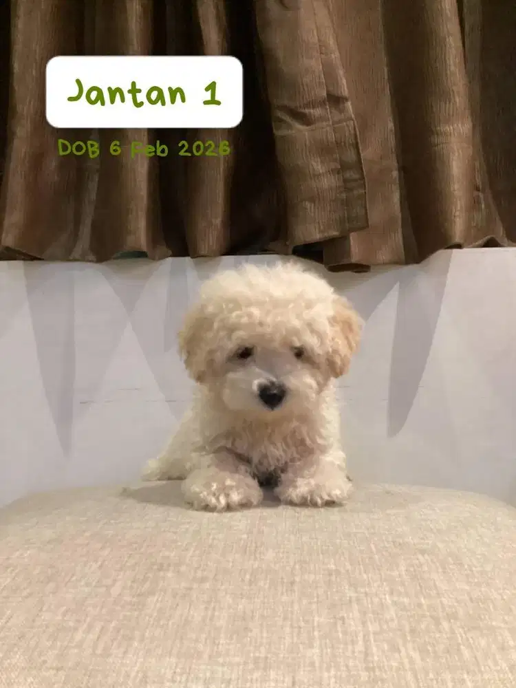 Toy Poodle Surabaya Jantan Light Apricot (Stambum & Vaksin Lengkap)
