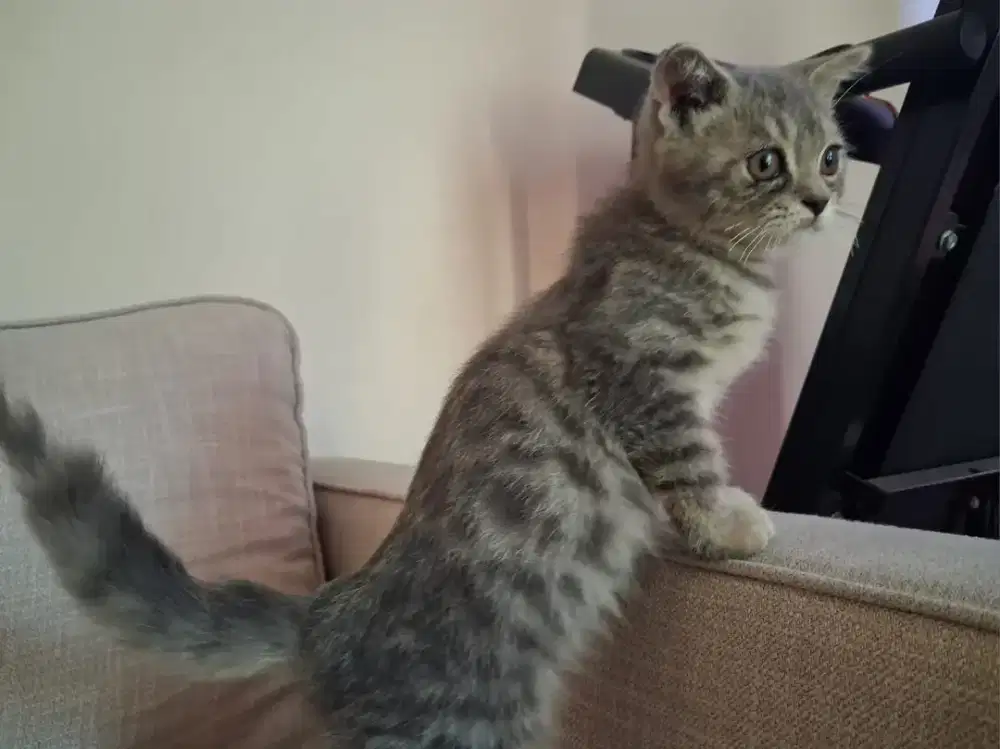 Kitten Mix BSH dan BSH Scotish Fold