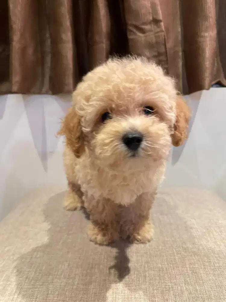Toy Poodle Surabaya Jantan Light Apricot (Stambum & Vaksin Lengkap)