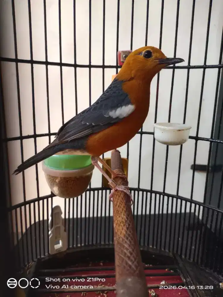 jual am ring bali WN  mulus bunyi msih malu