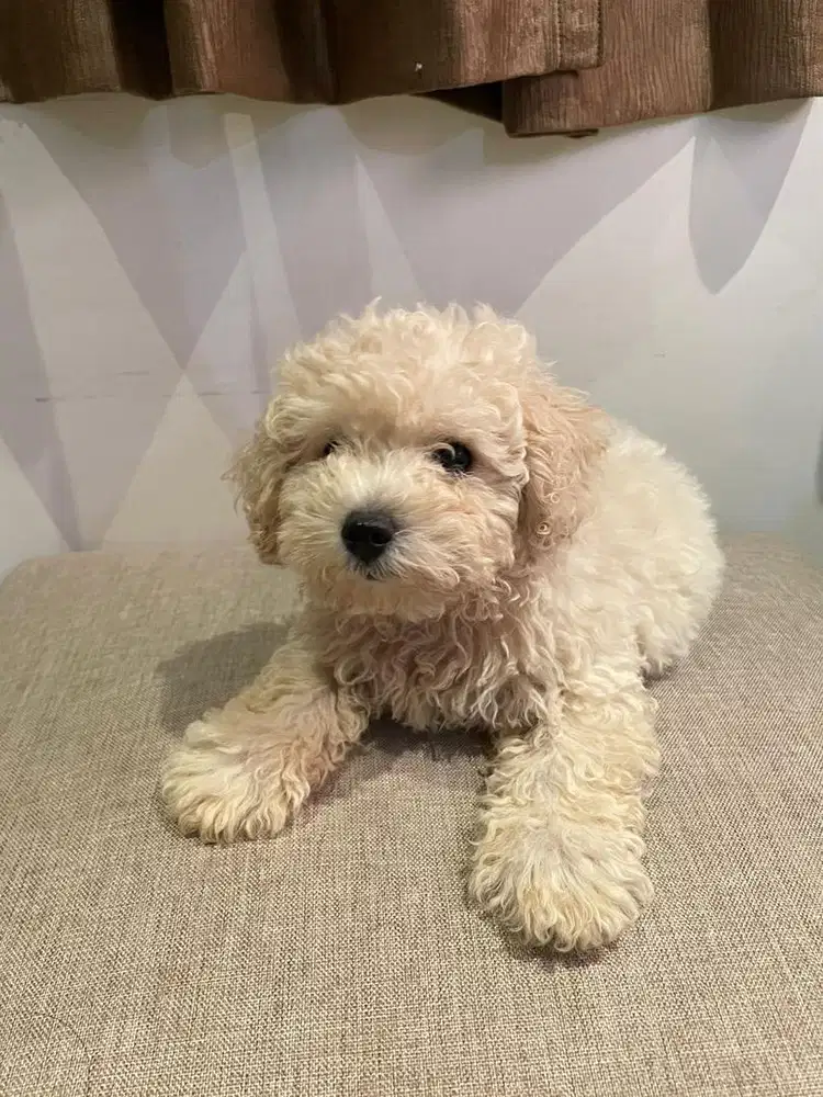 Toy Poodle Surabaya Jantan Light Apricot (Stambum & Vaksin Lengkap)