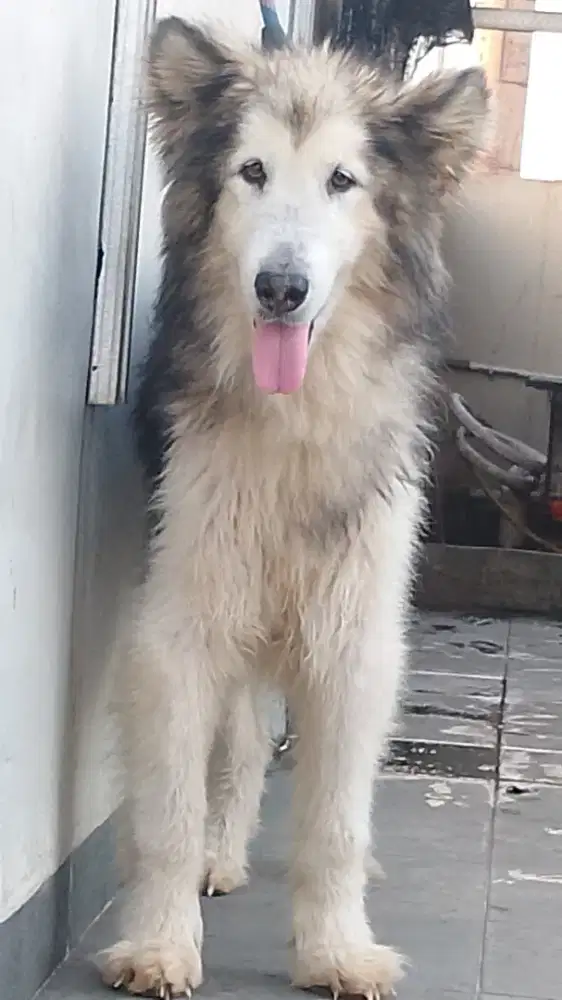 Alaskan malamute jantan