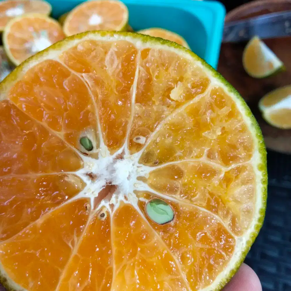 lowongan kerja mingguan free lance jualan jeruk peras