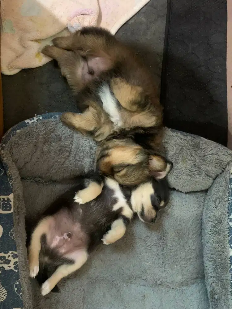 Di jual anak anjing chihuahua mix umur 2 bulan cowo lucu banget manja