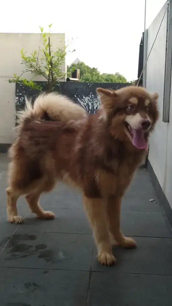 Alaska malamute  10 bulan