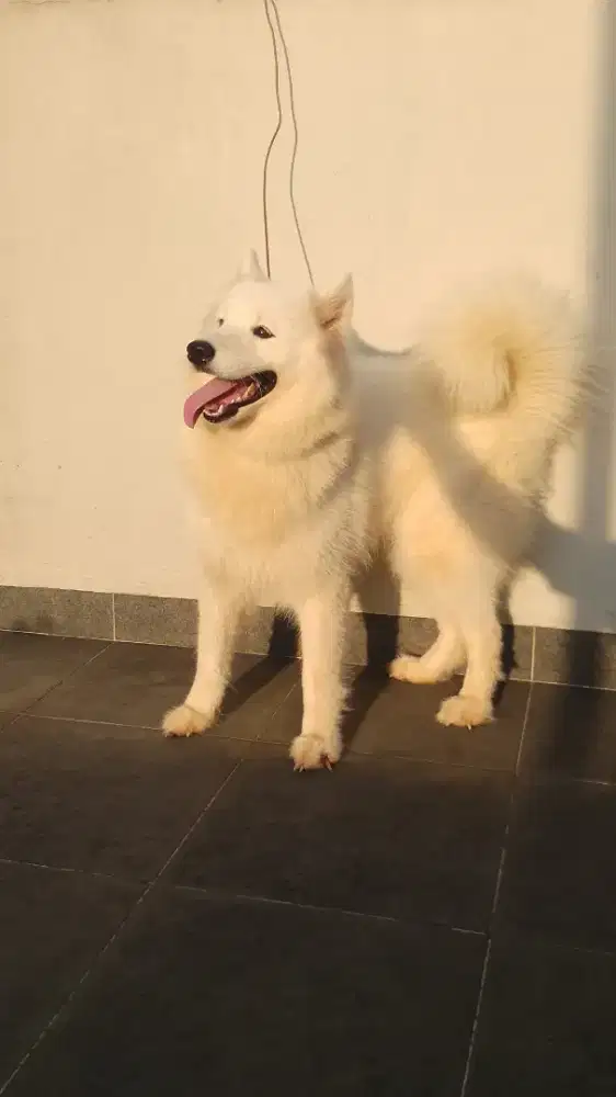 Samoyed betina 12bulan