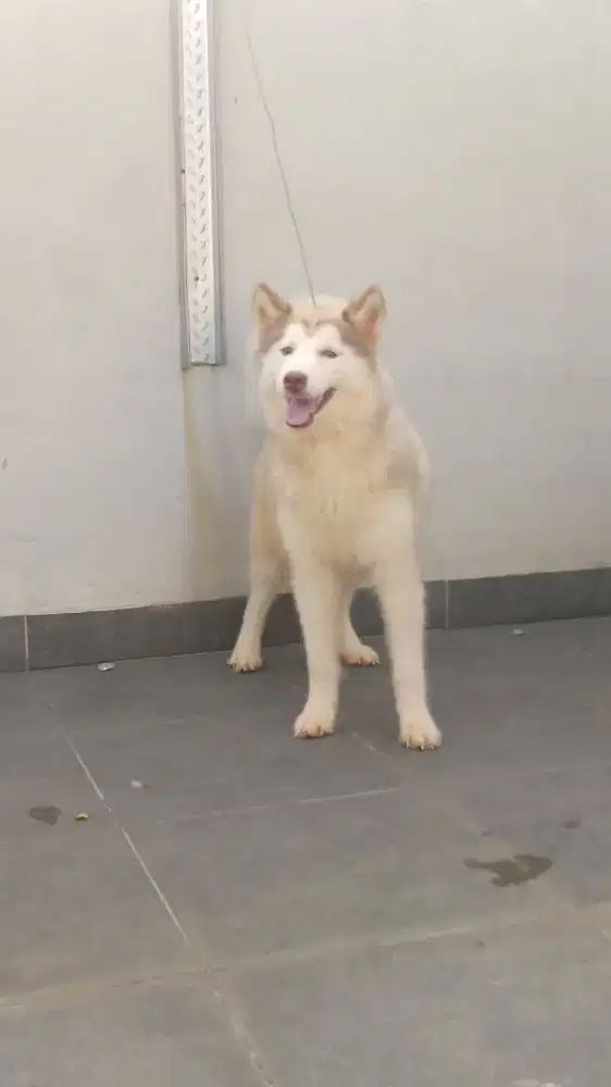 Husky betina 10 bulan