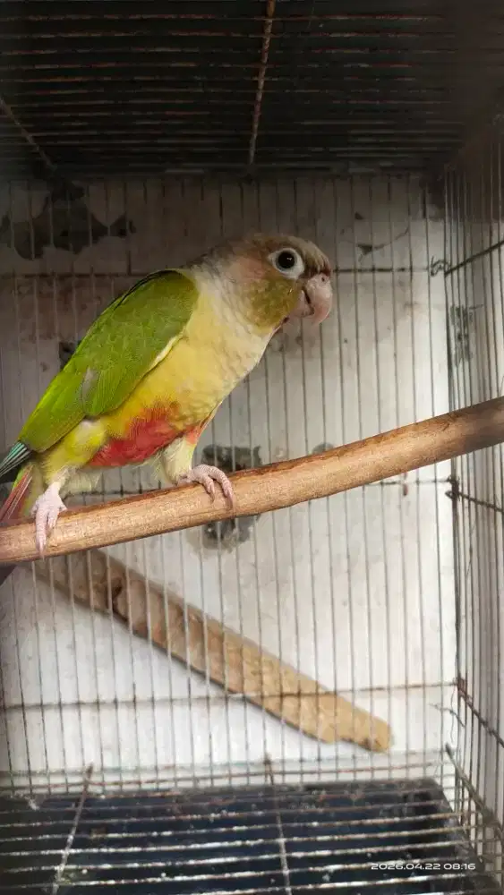 Cinamon conure sun connure falk