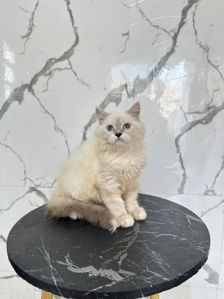 Kucing himalaya ragdoll