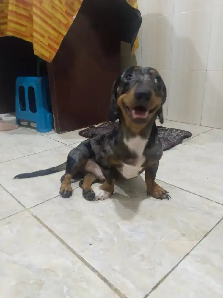 Anjing tekel sosis daschund 9 bulan