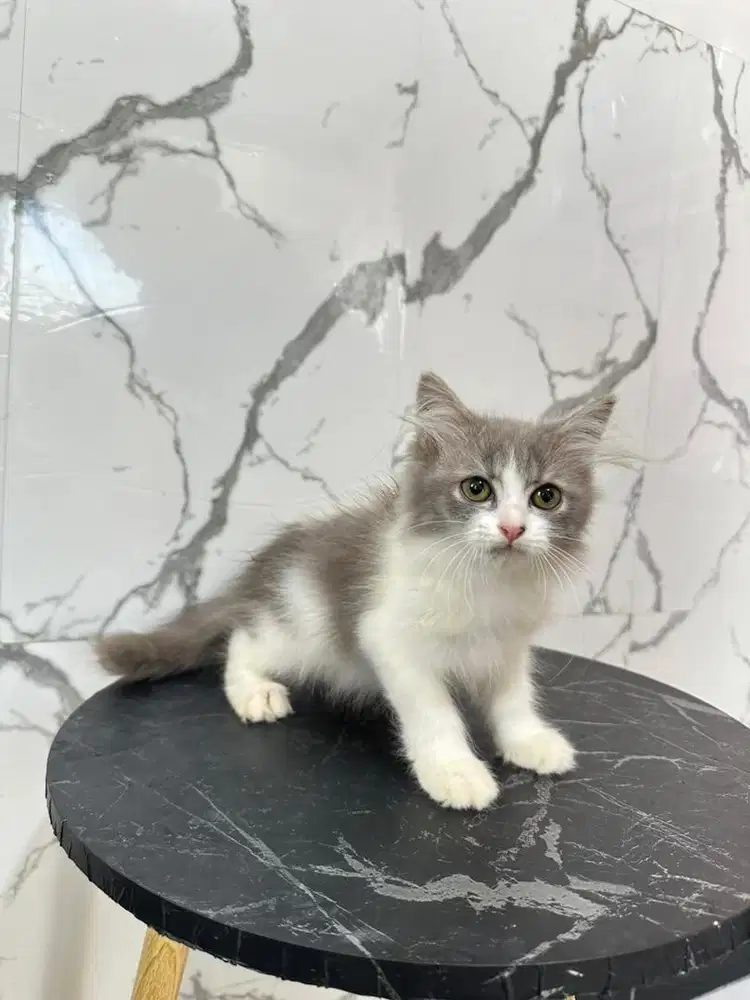 Kucing persian bicollor