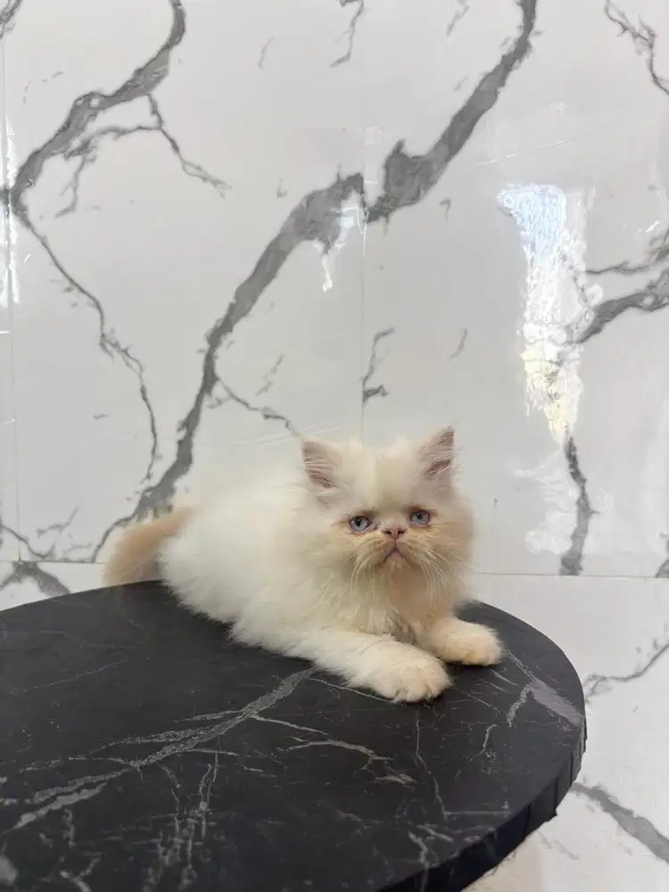 Kucing peaknose longhair