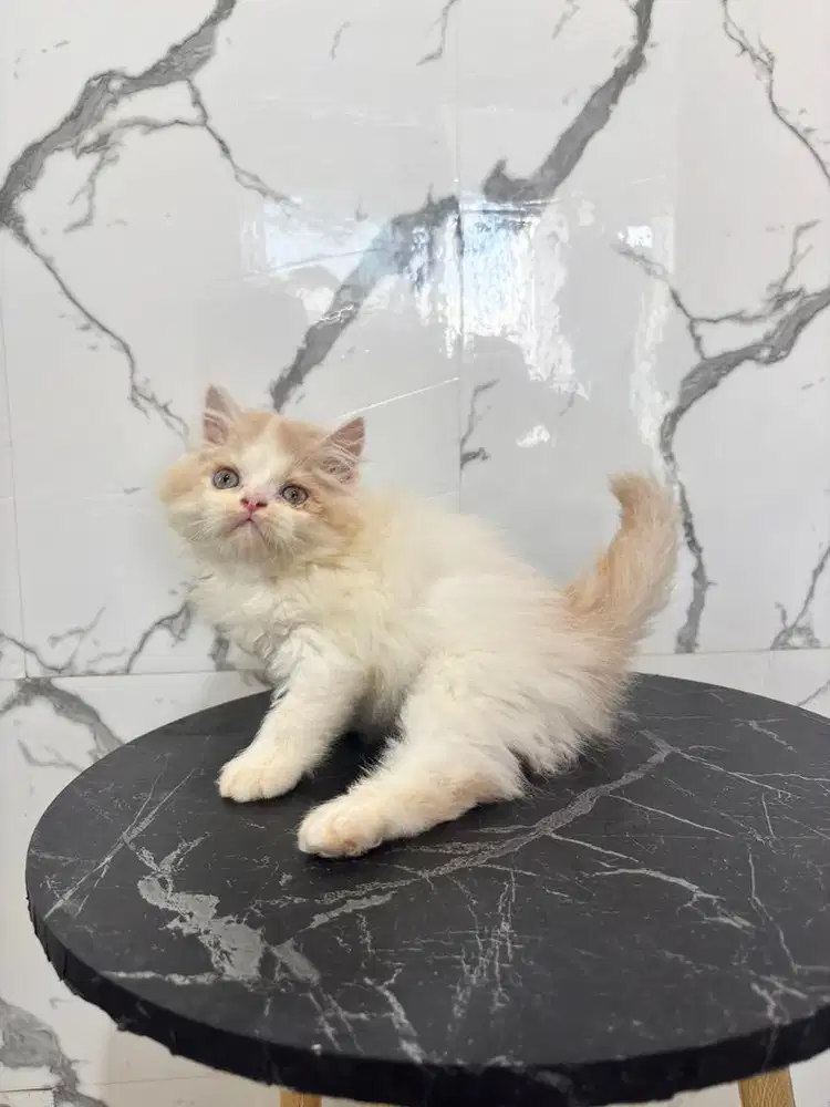 Kucing flatnose longhair