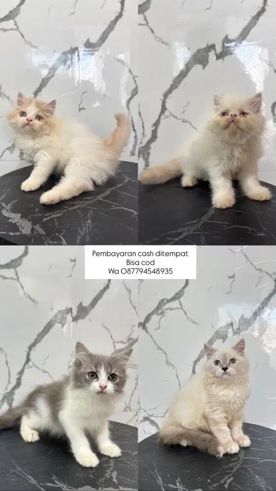 Kucing persia himalaya peaknose