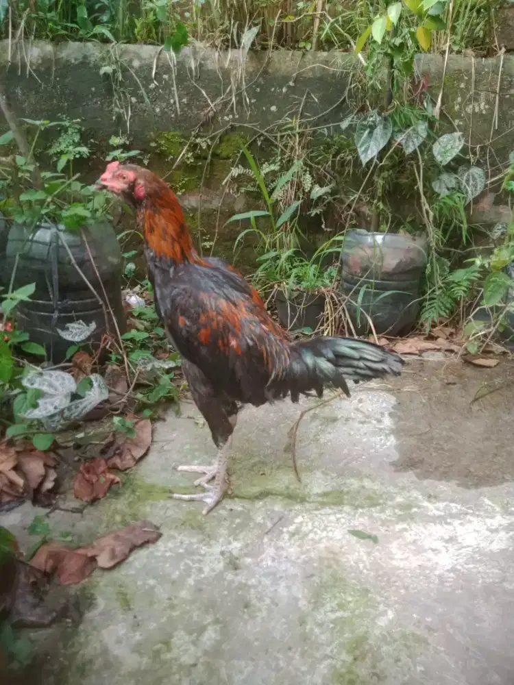 Ayam pakhoy aseel induk pukul ko pejantan aseel line ORI murah