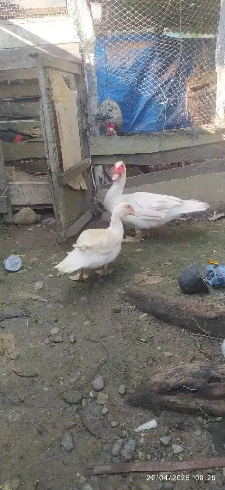 Sepasang induk entok jumbo