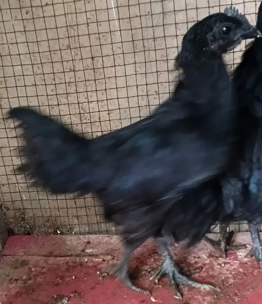 Ayam Cemani Hitam