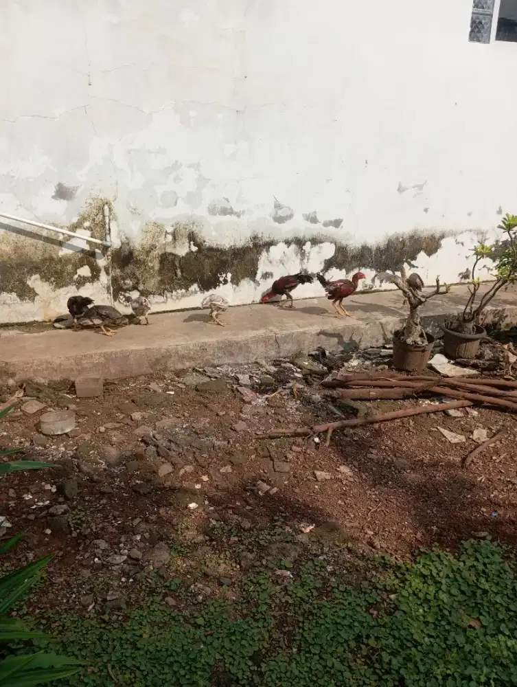 Mau dijual aja nie ayam ada 10 ekor ayam sehat makan lahap dan diumbar